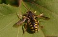 Anthidium sp.